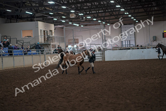 2019 Morgan Horse Show - Aug 31, 2019 - 01494