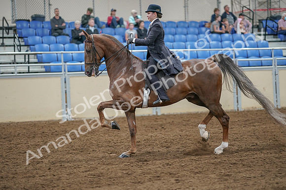 2020 - AB Morgan Horse - Fri, Sept 04 - 11103