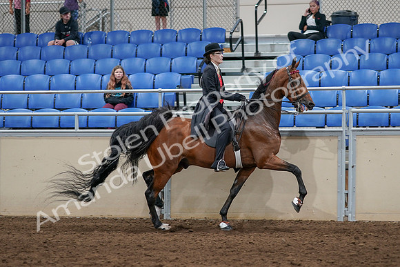 2020 - AB Morgan Horse - Sat, Sept 05 - 06766