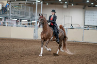 2020 - AB Morgan Horse - Fri, Sept 04 - 09499