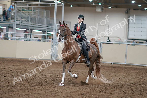 2020 - AB Morgan Horse - Fri, Sept 04 - 09499
