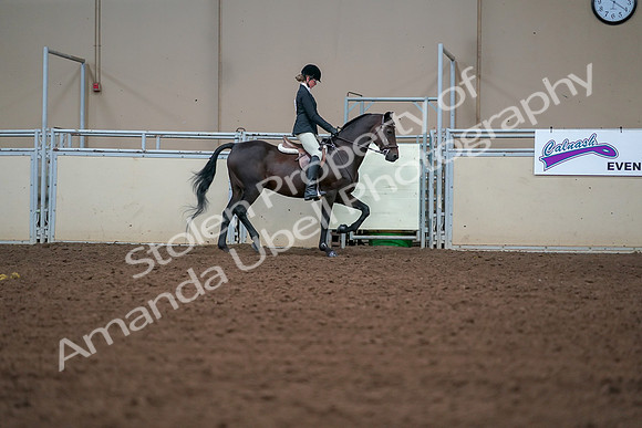 2019 Morgan Horse Show - Aug 30, 2019 - 20801