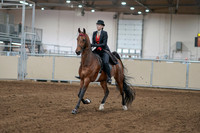 2020 - AB Morgan Horse - Sat, Sept 05 - 06694