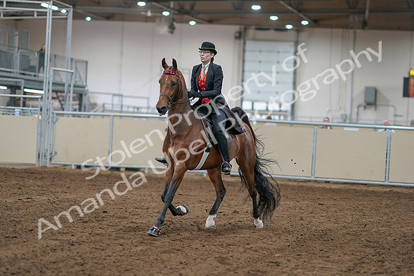 2020 - AB Morgan Horse - Sat, Sept 05 - 06694