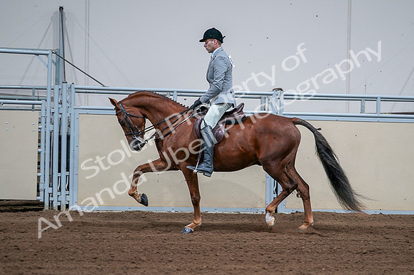 2020 - AB Morgan Horse - Fri, Sept 04 - 01616