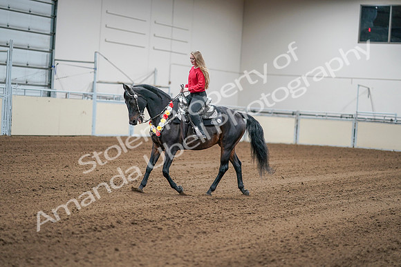 2020 - AB Morgan Horse - Sat, Sept 05 - 10391