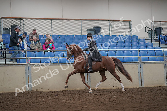 2019 Morgan Horse Show - Aug 30, 2019 - 26486