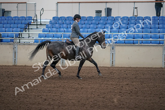 2019 Morgan Horse Show - Sept 01, 2019 - 11040
