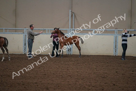 2019 Morgan Horse Show - Aug 30, 2019 - 24938
