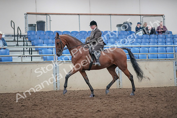 2019 Morgan Horse Show - Aug 31, 2019 - 14845