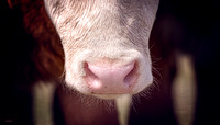 Domestic Animals - 015
