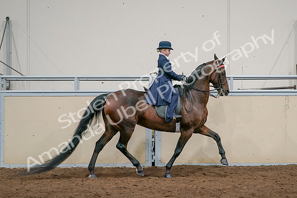 2020 - AB Morgan Horse - Sat, Sept 05 - 04861