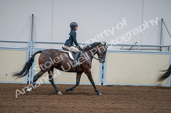 2020 - AB Morgan Horse - Fri, Sept 04 - 01818