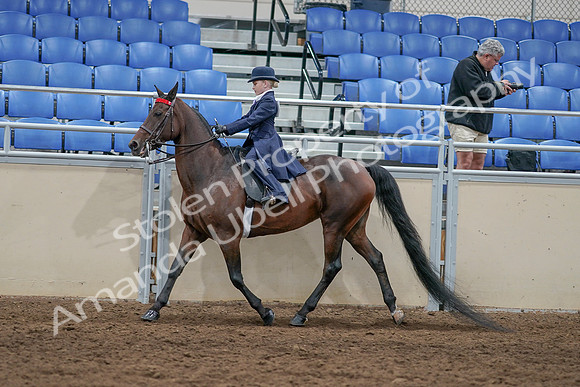 2020 - AB Morgan Horse - Sat, Sept 05 - 04784