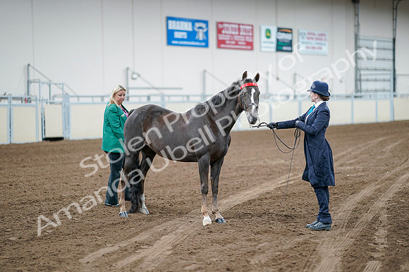2020 - AB Morgan Horse - Fri, Sept 04 - 00697