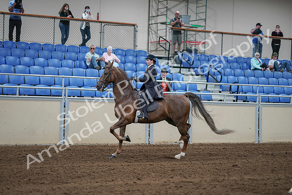 2020 - AB Morgan Horse - Sat, Sept 05 - 06213