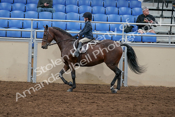 2020 - AB Morgan Horse - Sun, Sept 06 - 07718