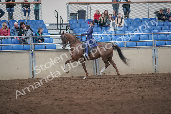 2019 Morgan Horse Show - Aug 31, 2019 - 20566