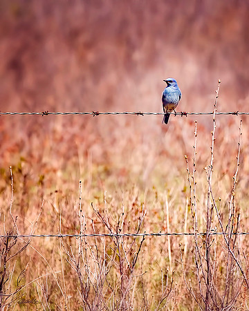 Birds - 042