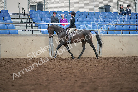2019 Morgan Horse Show - Aug 30, 2019 - 20305