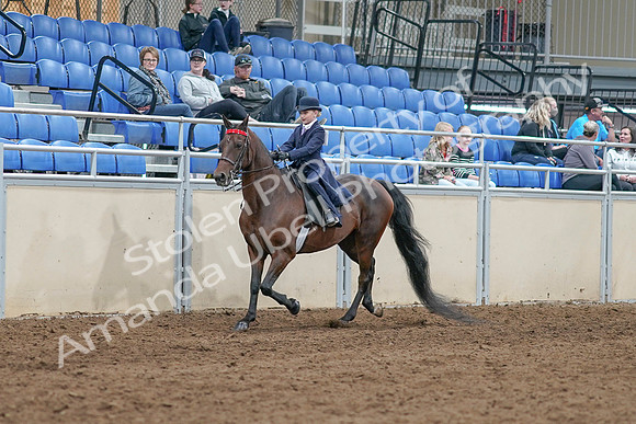 2020 - AB Morgan Horse - Sat, Sept 05 - 04757