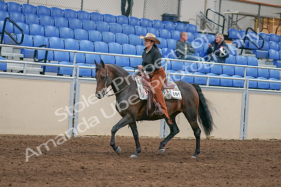 2020 - AB Morgan Horse - Sun, Sept 06 - 01596