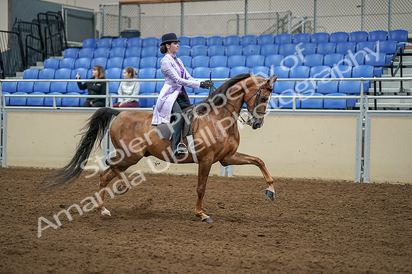 2020 - AB Morgan Horse - Fri, Sept 04 - 05179