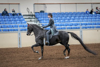 2020 - AB Morgan Horse - Fri, Sept 04 - 05338