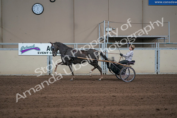 2019 Morgan Horse Show - Sept 01, 2019 - 05917