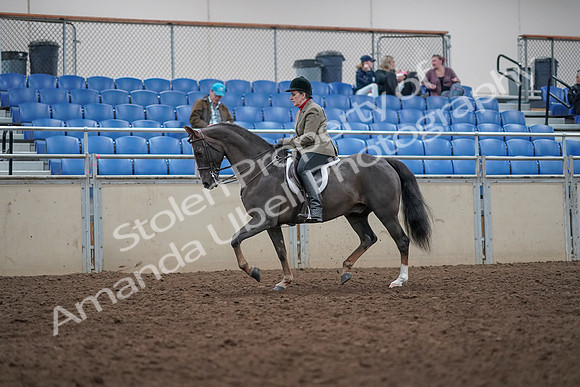 2019 Morgan Horse Show - Aug 31, 2019 - 14735