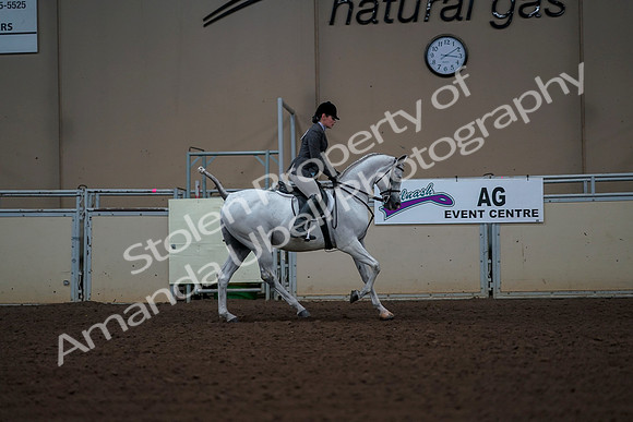 2019 Morgan Horse Show - Aug 30, 2019 - 17634