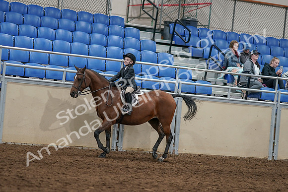 2020 - AB Morgan Horse - Sun, Sept 06 - 07939