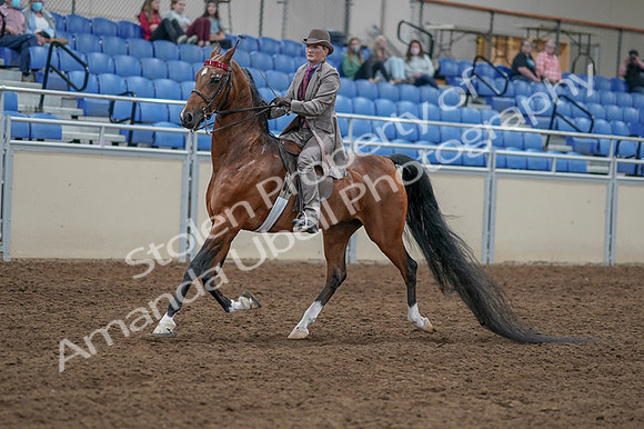 2020 - AB Morgan Horse - Fri, Sept 04 - 11313