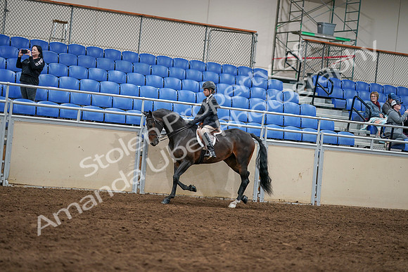 2020 - AB Morgan Horse - Sun, Sept 06 - 07858