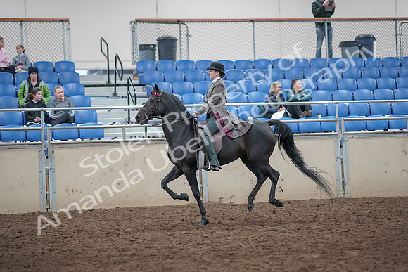 2019 Morgan Horse Show - Aug 31, 2019 - 09479