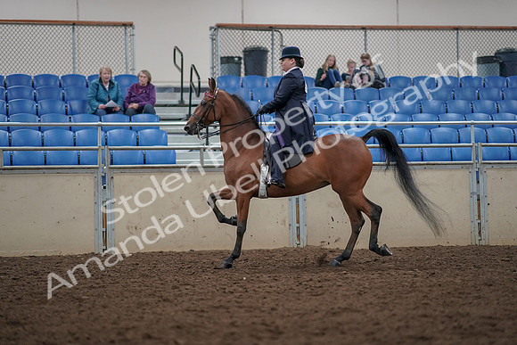 2019 Morgan Horse Show - Aug 30, 2019 - 28371