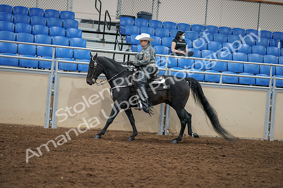 2020 - AB Morgan Horse - Fri, Sept 04 - 03554