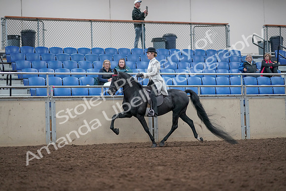 2019 Morgan Horse Show - Aug 31, 2019 - 09420