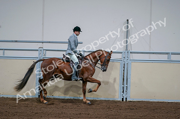 2020 - AB Morgan Horse - Fri, Sept 04 - 01803