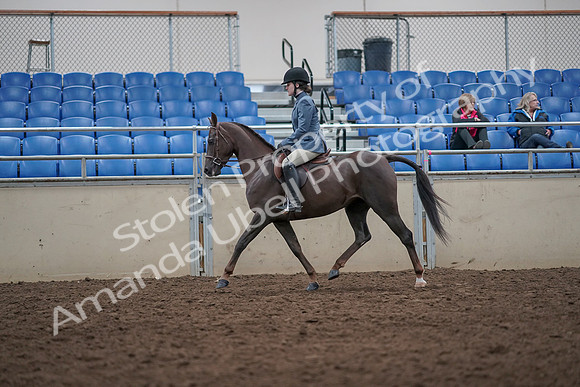 2019 Morgan Horse Show - Aug 31, 2019 - 16565