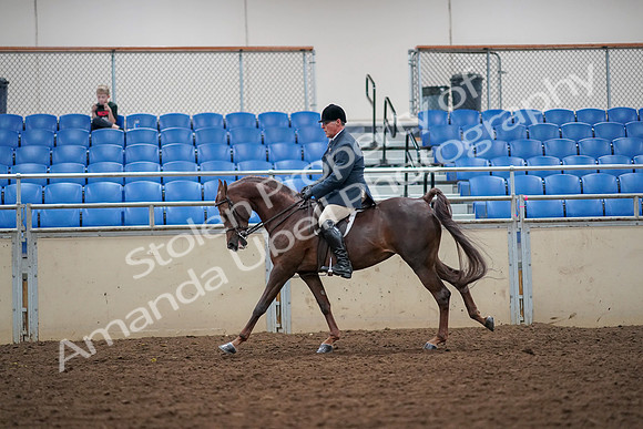 2019 Morgan Horse Show - Aug 30, 2019 - 17436