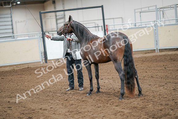 2020 - AB Morgan Horse - Sat, Sept 05 - 00263