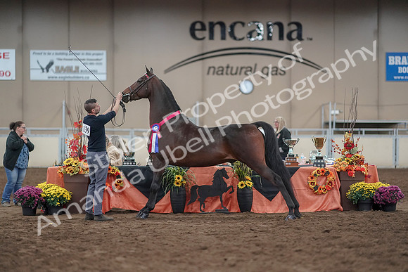 2019 Morgan Horse Show - Aug 31, 2019 - 03816