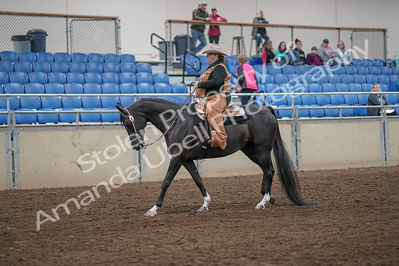 2019 Morgan Horse Show - Aug 31, 2019 - 06119