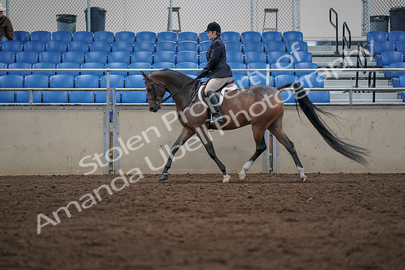 2019 Morgan Horse Show - Sept 01, 2019 - 08522