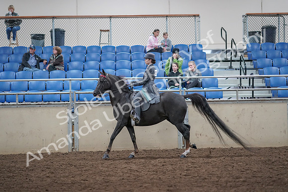 2019 Morgan Horse Show - Aug 31, 2019 - 09452