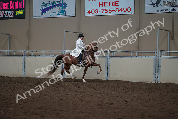 2019 Morgan Horse Show - Aug 31, 2019 - 17925