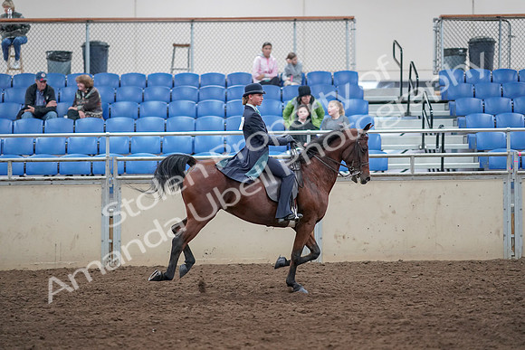 2019 Morgan Horse Show - Aug 31, 2019 - 09714