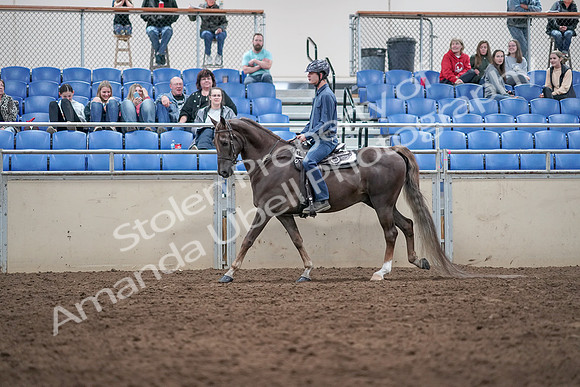 2019 Morgan Horse Show - Aug 31, 2019 - 21389