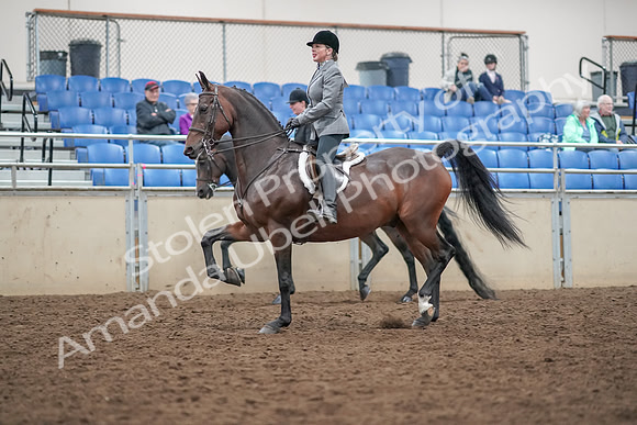 2019 Morgan Horse Show - Aug 30, 2019 - 20180
